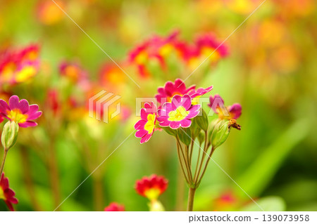 河春花，櫻花，牛唇櫻，牛舌櫻，西櫻 139073958