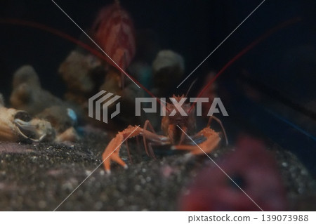 A close-up of a red shrimp hiding in the shadows of rocks in the deep sea. 139073988