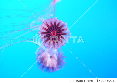 The beautiful form of a swimming red jellyfish with its wings spread wide. The beautiful form of a swimming red jellyfish with its wings spread wide. 139073994
