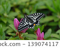 In spring, a swallowtail butterfly came to sip nectar from azalea flowers. 139074117