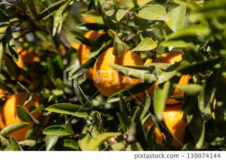 Horizontal close-up of orange tree with green leaves and fresh fruits. 139074144