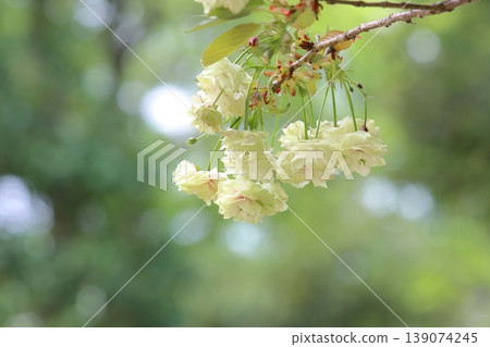 Sonosatokizakura - A cherry tree that bears green flowers. 139074245