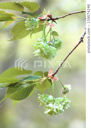 園裡櫻——一種開綠色花朵的櫻花樹。 139074246