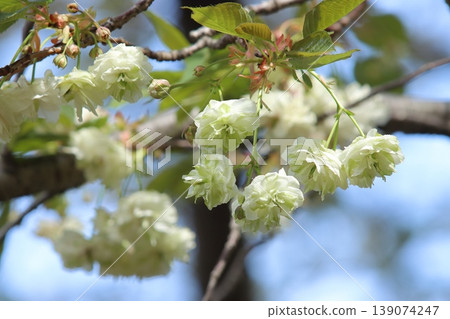 園裡櫻——一種開綠色花朵的櫻花樹。 139074247