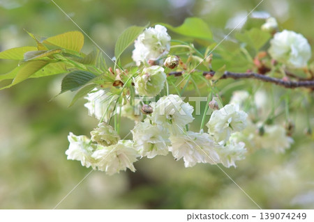 Sonosatokizakura - A cherry tree that bears green flowers. 139074249