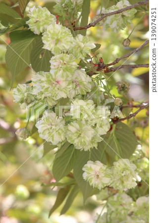 Sonosatokizakura - A cherry tree that bears green flowers. 139074251