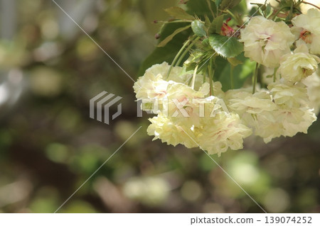 園裡櫻——一種開綠色花朵的櫻花樹。 139074252