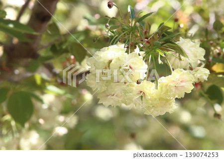 園裡櫻——一種開綠色花朵的櫻花樹。 139074253