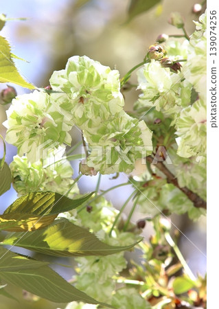 園裡櫻——一種開綠色花朵的櫻花樹。 139074256