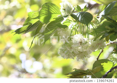 Sonosatokizakura - A cherry tree that bears green flowers. 139074261