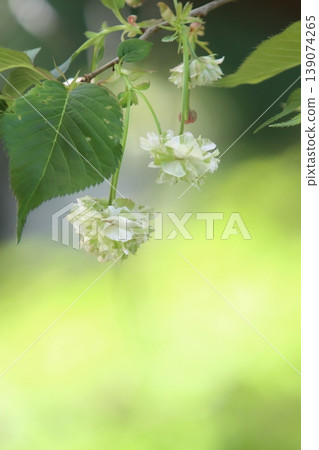 Sonosatokizakura - A cherry tree that bears green flowers. 139074265