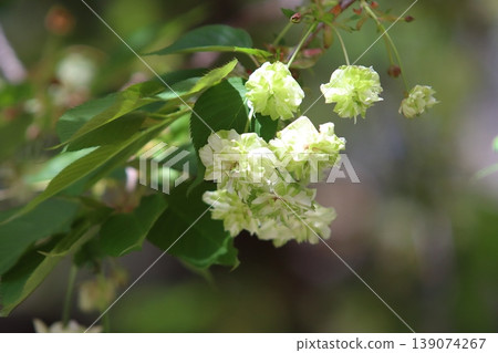 園裡櫻——一種開綠色花朵的櫻花樹。 139074267