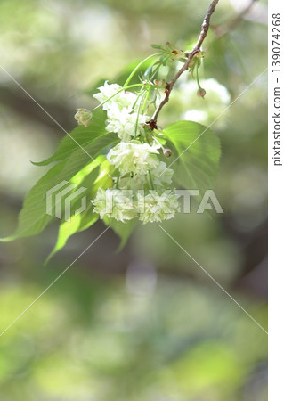 園裡櫻——一種開綠色花朵的櫻花樹。 139074268