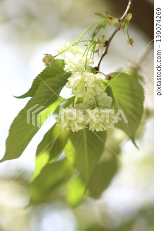 園裡櫻——一種開綠色花朵的櫻花樹。 139074269