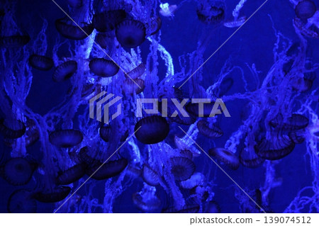 A swarm of jellyfish floating in fantastical light: A healing space in the aquarium. A swarm of jellyfish floating in fantastical light: A healing space in the aquarium. 139074512