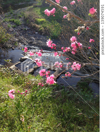 Vibrant chrysanthemum peach blossoms by the river and a spring landscape. 139074591