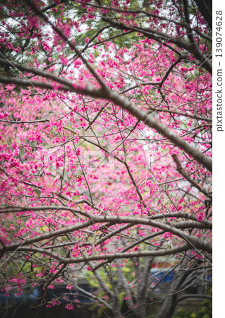 Cherry blossoms Cherry blossoms 139074628