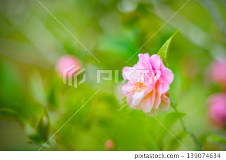 Sasanqua Sasanqua 139074634