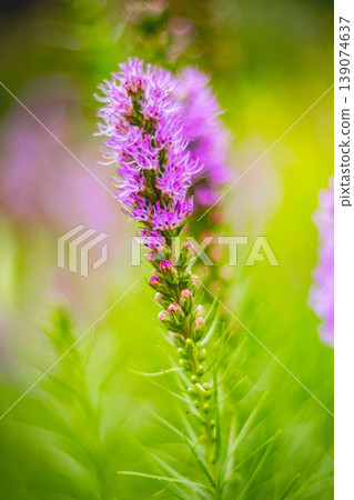 麒麟菊花 麒麟菊花 139074637