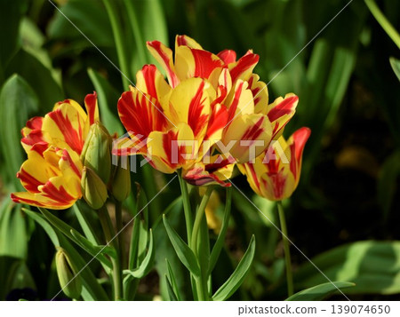 Red and yellow bicolored tulips Red and yellow bicolored tulips 139074650