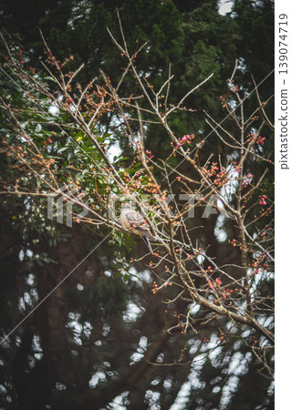 斑鳩 139074719
