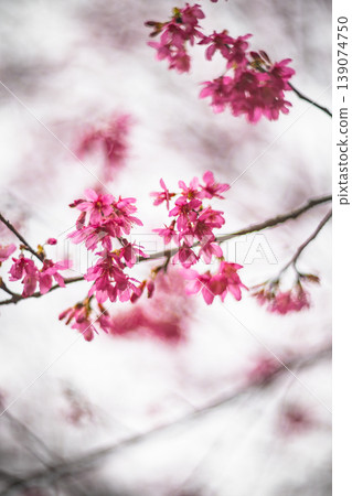 Cherry blossoms Cherry blossoms 139074750