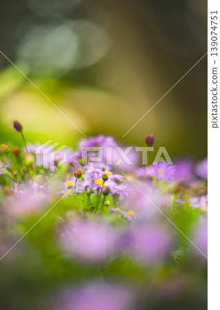 Chrysanthemum Chrysanthemum 139074751