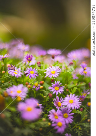 Chrysanthemum 139074755