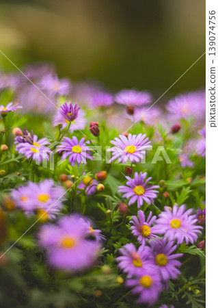 菊花 139074756