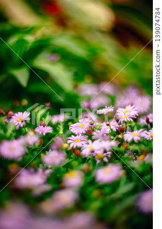 菊花 菊花 139074784
