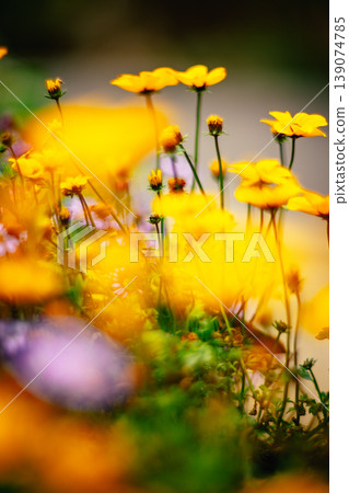 Chrysanthemum Chrysanthemum 139074785