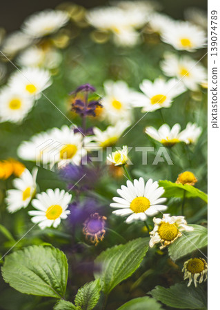 Chrysanthemum 139074789
