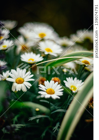 Chrysanthemum Chrysanthemum 139074791