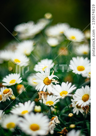 菊花 139074819