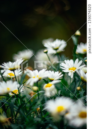 菊花 139074820