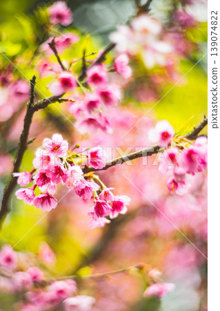 櫻花 櫻花 139074822