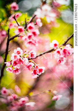 Cherry blossoms Cherry blossoms 139074823