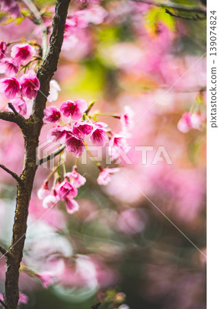 Cherry blossoms Cherry blossoms 139074824