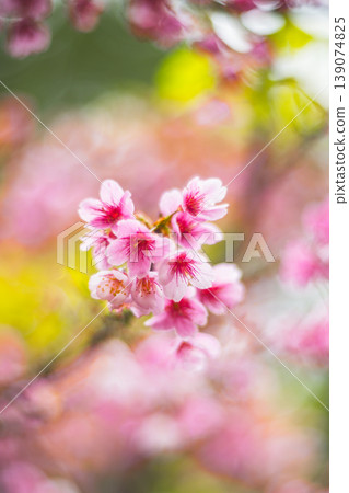 Cherry blossoms  139074825