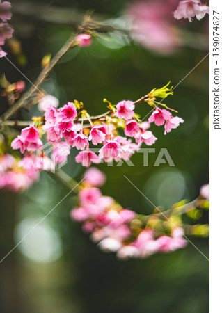 Cherry blossoms  139074827