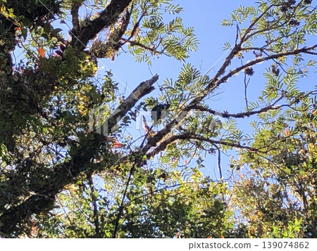 Wild Quetzal in Costa Rica 139074862