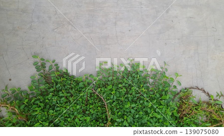 Green creeping plants growing near a concrete wall, highlighting the contrast between nature and decay Green creeping plants growing near a concrete wall, highlighting the contrast between nature and decay 139075080