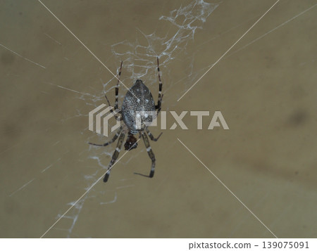 Spider web insect macro nature predator brown closeup hanging spider delicate web against blurred background, eerie stillness Spider web insect macro nature predator brown closeup hanging spider delicate web against blurred background, eerie stillness 139075091