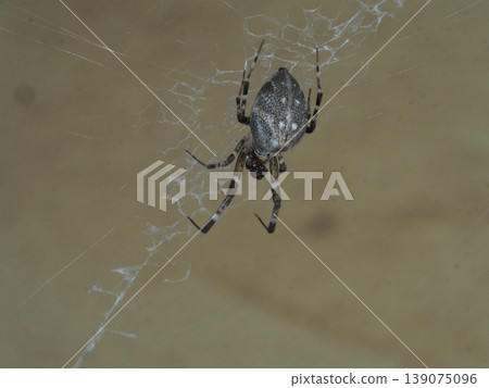 Spider web nature macro insect wildlife brown closeup calm spider delicate web against soft brown background nature macro Spider web nature macro insect wildlife brown closeup calm spider delicate web against soft brown background nature macro 139075096