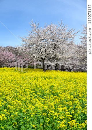 The thousand cherry trees on the southern slope of Mt. Akagi are in full bloom in Gunma Prefecture. The thousand cherry trees on the southern slope of Mt. Akagi are in full bloom in Gunma Prefecture. 139075185
