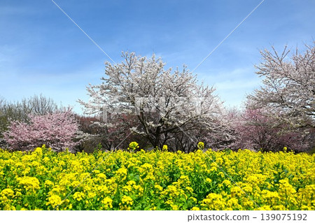 The thousand cherry trees on the southern slope of Mt. Akagi are in full bloom in Gunma Prefecture. The thousand cherry trees on the southern slope of Mt. Akagi are in full bloom in Gunma Prefecture. 139075192
