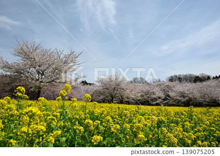 The thousand cherry trees on the southern slope of Mt. Akagi are in full bloom in Gunma Prefecture. The thousand cherry trees on the southern slope of Mt. Akagi are in full bloom in Gunma Prefecture. 139075205