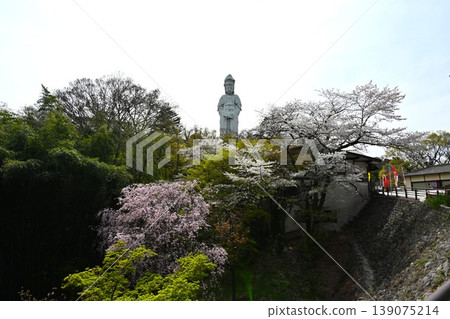 White-robed Kannon statue surrounded by cherry blossoms in full bloom, Takasaki White-robed Kannon statue surrounded by cherry blossoms in full bloom, Takasaki 139075214