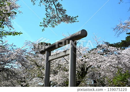 Cherry blossoms in full bloom at the torii gate of Saitama Prefectural Gokoku Shrine, Saitama. Cherry blossoms in full bloom at the torii gate of Saitama Prefectural Gokoku Shrine, Saitama. 139075220