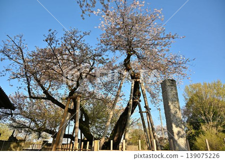 埼玉縣東光寺的石戶鐮櫻 埼玉縣東光寺的石戶鐮櫻 139075226